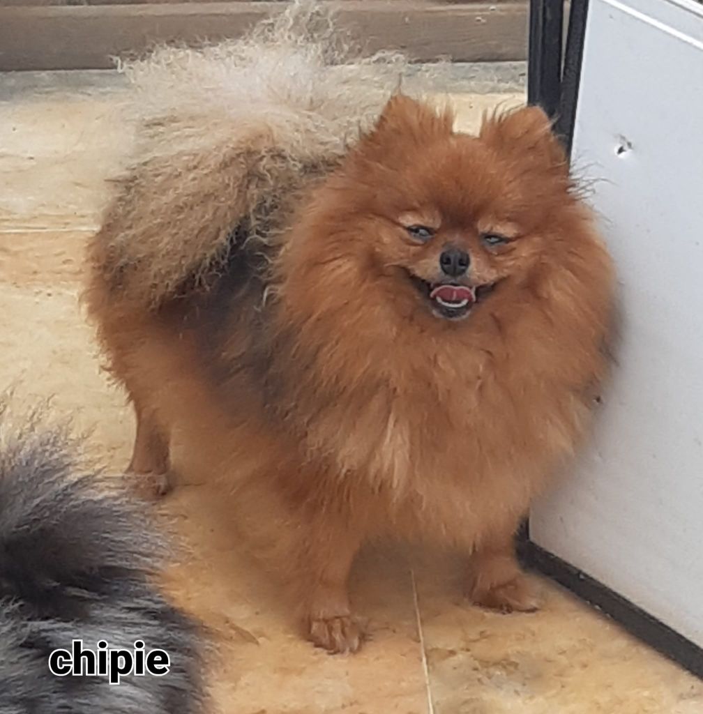 Schipie du Moulin des Wheatens