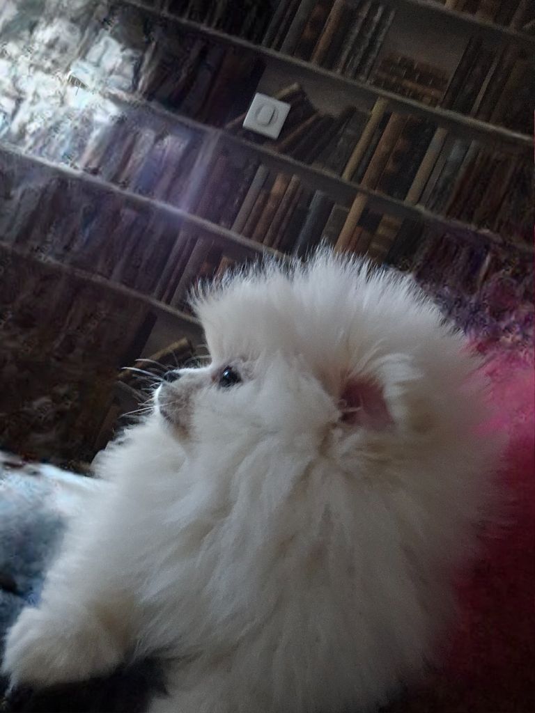 Chiot dispo