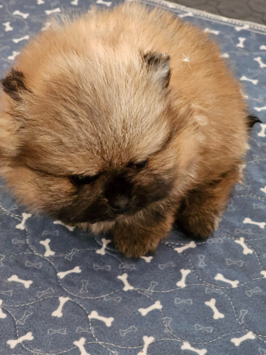 du Moulin des Wheatens - Chiots disponibles - Spitz allemand