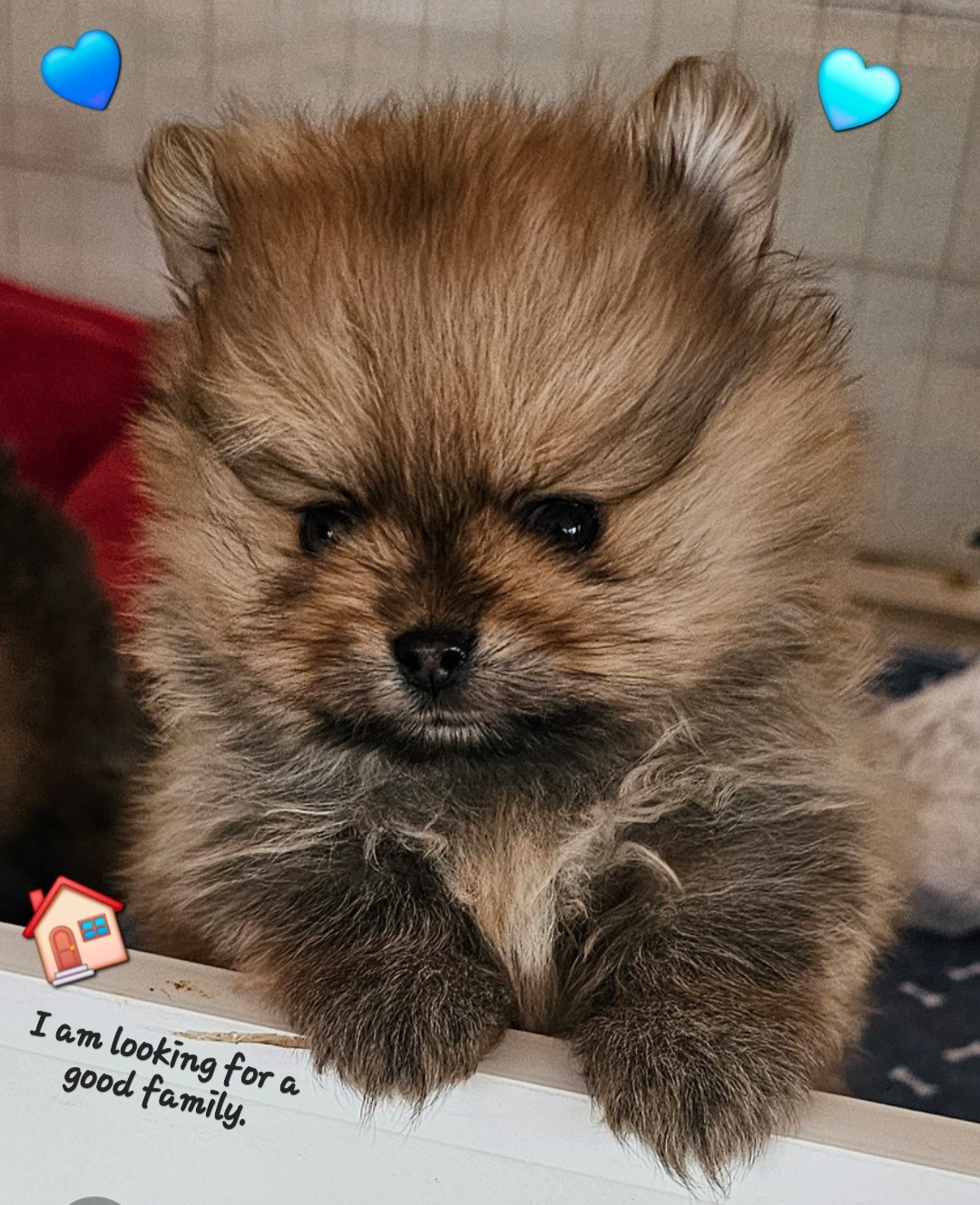 du Moulin des Wheatens - Chiots disponibles - Spitz allemand