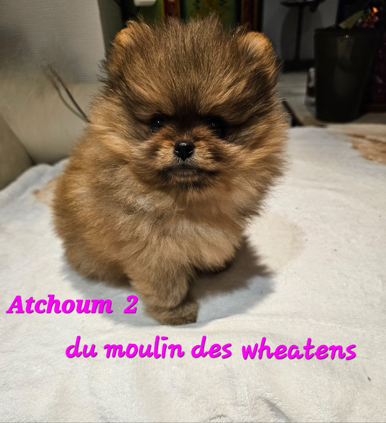 du Moulin des Wheatens - Chiots disponibles - Spitz allemand