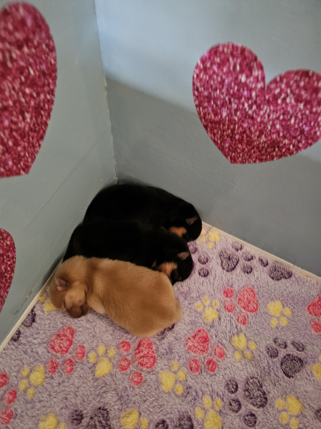 Chiot Spitz allemand du Moulin des Wheatens