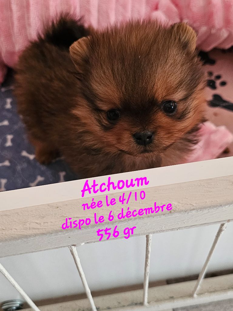 du Moulin des Wheatens - Chiots disponibles - Spitz allemand